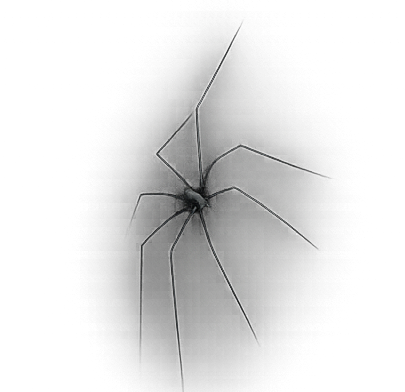 The Specimen — The Zürich Spider